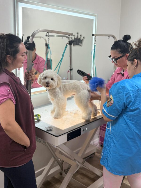 300-Hour Professional Pet Groomer Program
