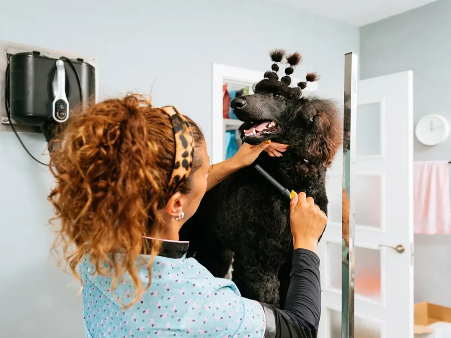 300-Hour Professional Pet Groomer Program